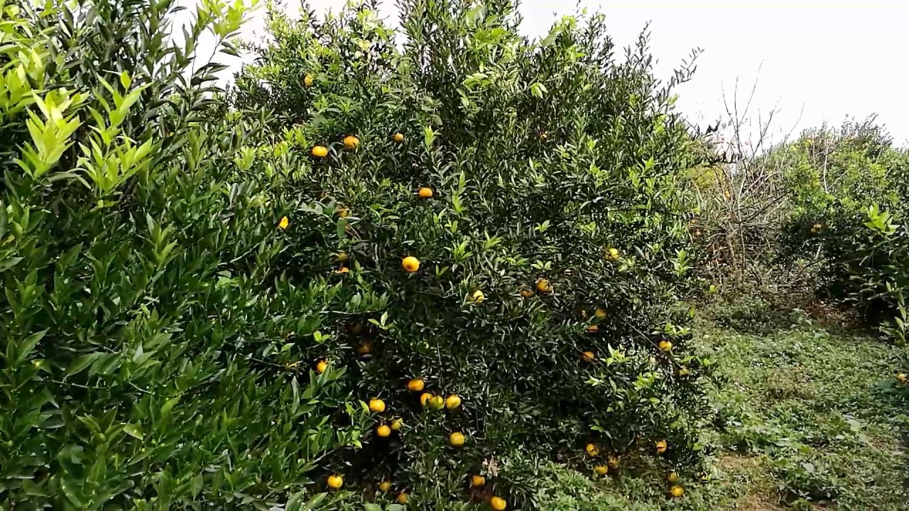 新會天馬陳皮老樹柑園