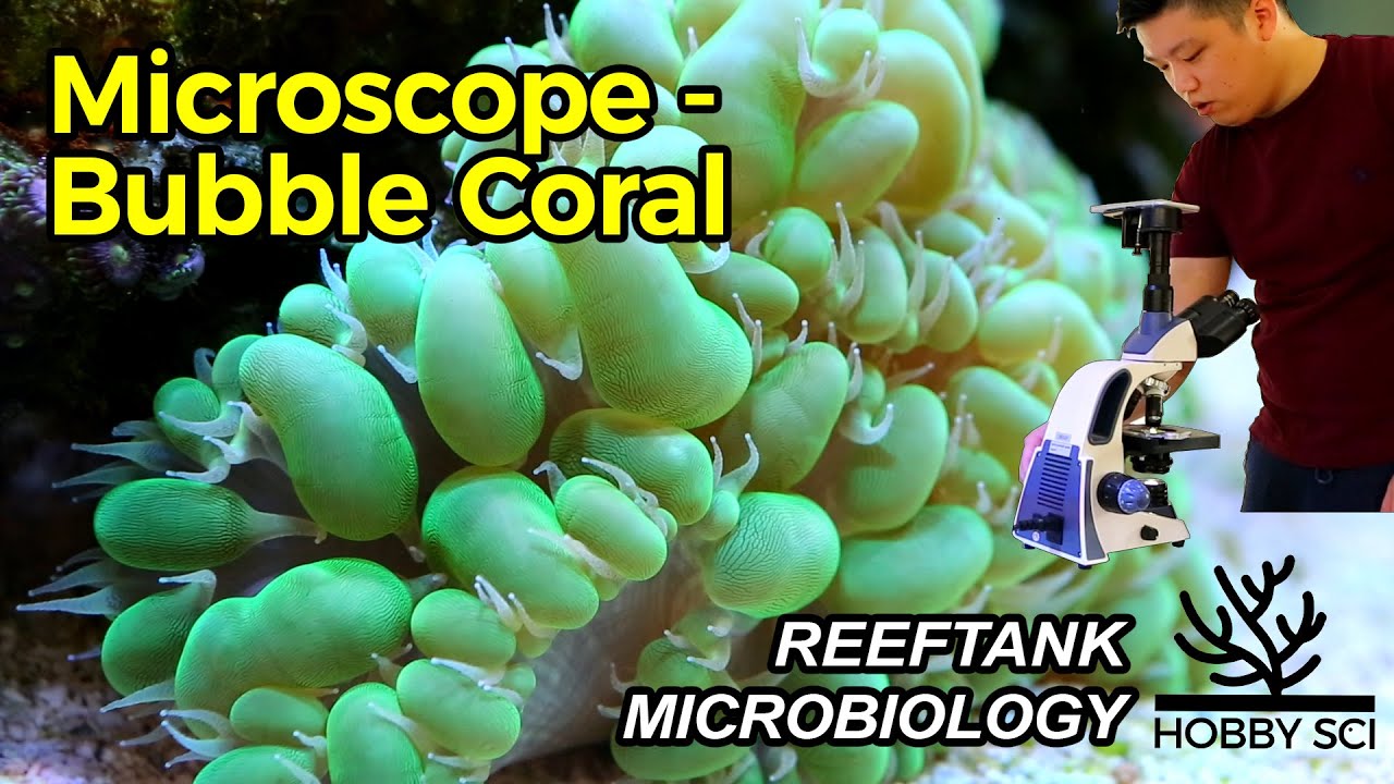 Coral Under Microscope & Dissecting Coral