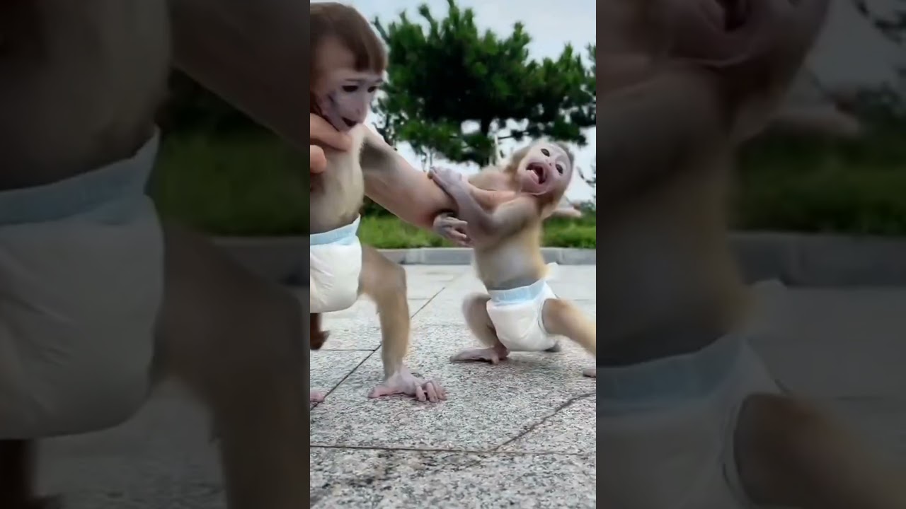 monkey baby fight।baby monkey cry video।baby monkey sad moment।#monkey_baby_fight।#shorts।GK Guruji