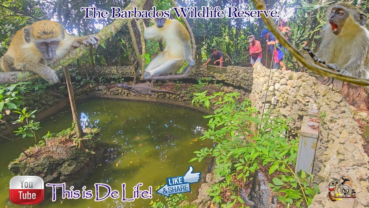 The Barbados Wild Life Reserve. #barbados  #youtuber  #wildlife #youtubechannel #youtubevideos