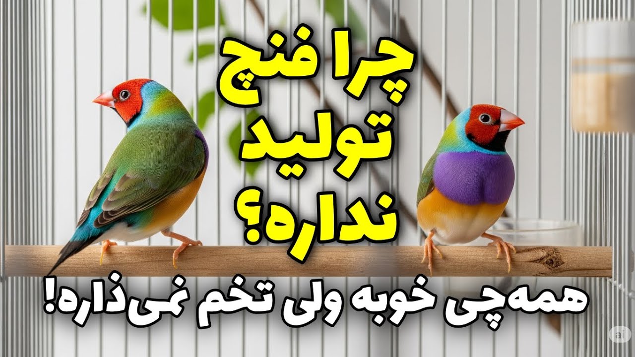 چرا فنچ سالم تخم نمی‌ذاره؟ راز پرنده‌هایی که تولید ندارن!