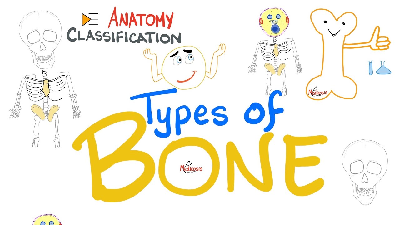 Bone 🦴 Types (Classification) | Human Anatomy Series