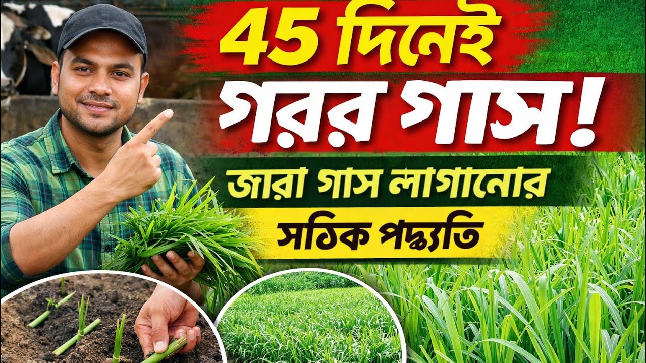 কিভাবে অল্প জমিতে দ্বিগুন ঘাস উৎপাদন করবেন? 