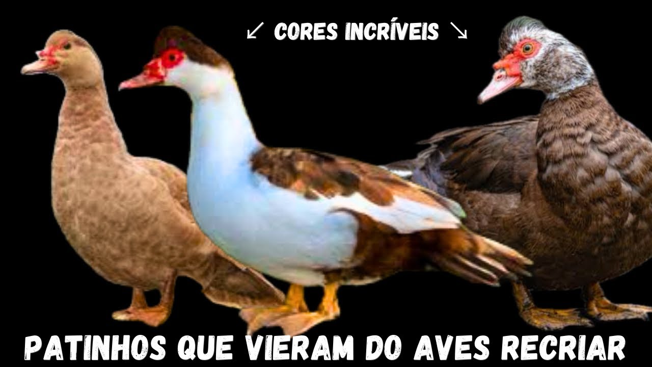PATINHOS QUE VIERAM LÁ​⁠ @AvesRecriar