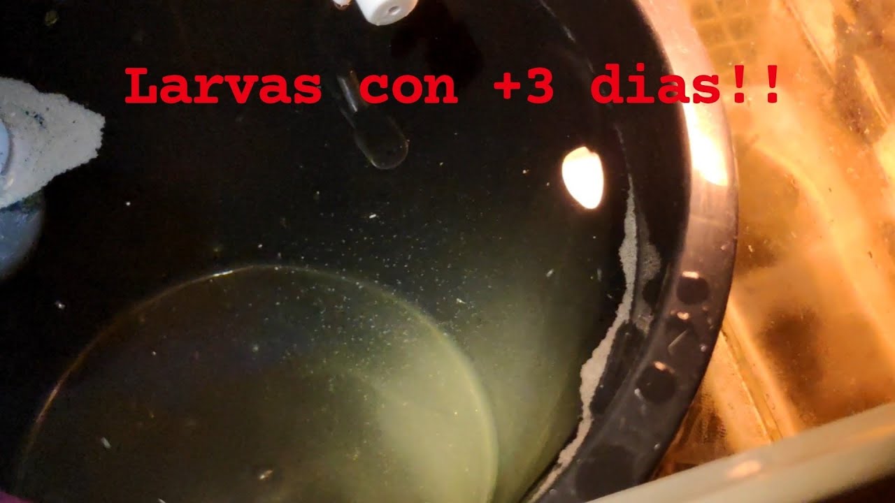 LARVAS PECES PAYASO con + 3 DIAS #4