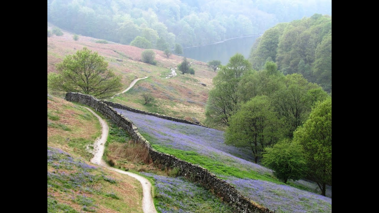Lake District Country Walk   Grasmere Bluebells at White Moss Wood round