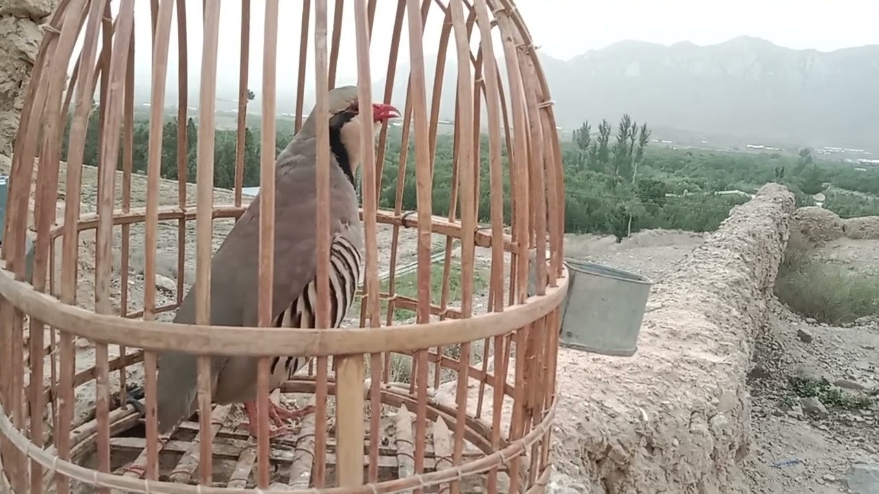 SHIKARI CHAKOR AWAZ MADI Female Chakor Hunting Soundشکاری چکورآوزمادی چکور@KeklikSevdallar#birds