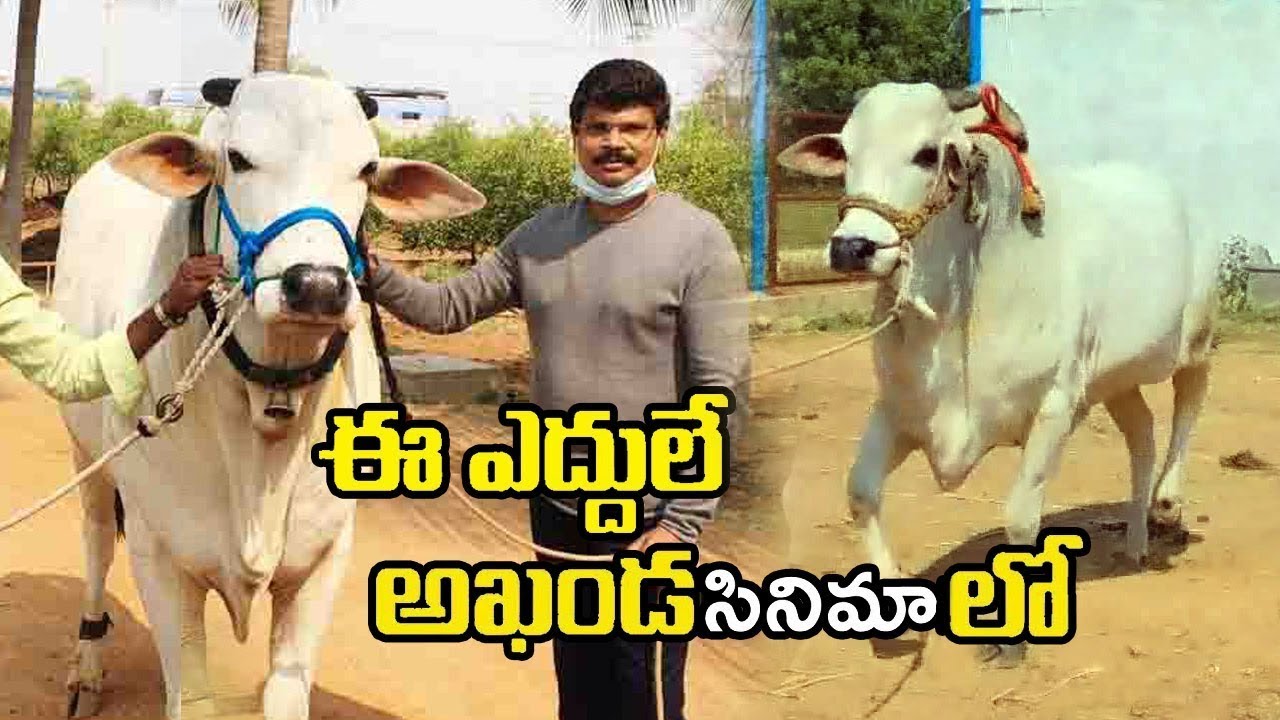 Akhanda బసవన్నలు | Balakrishna 'Akhanda