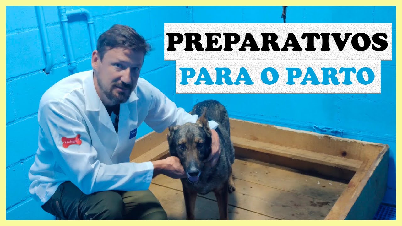 PREPARANDO A MATERNIDADE PARA CHEGADA DOS FILHOTES DE PASTOR ALEMÃO