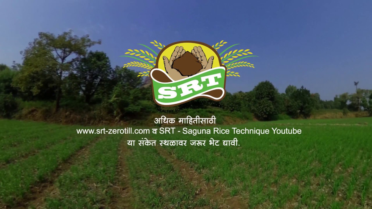 SRT सगुणा राईस तंत्रज्ञान शेती पद्धत थोडक्यात माहिती