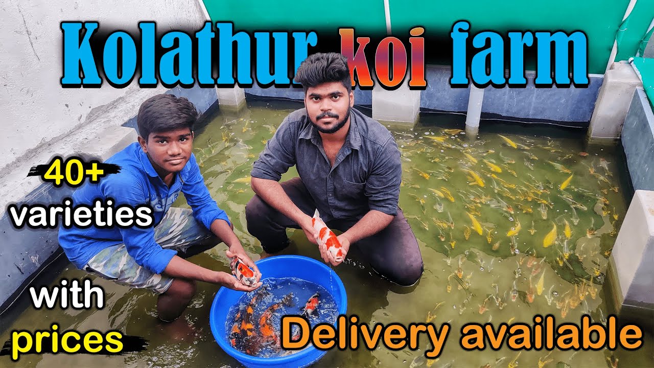 4rs முதல் Koi carp|aquafarm visit|40+ varieties|with price|kolathur farm visit|Xploring💫