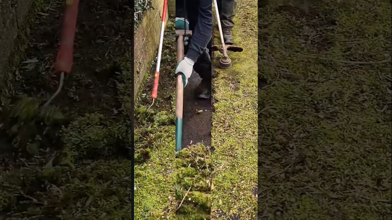 Which Moss Removal Method Would YOU Pick?