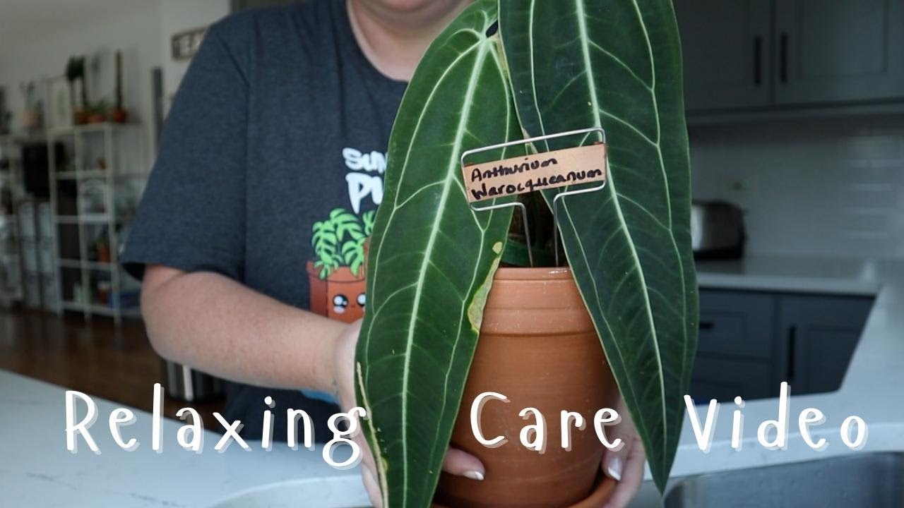 Relaxing Plant Chore Video