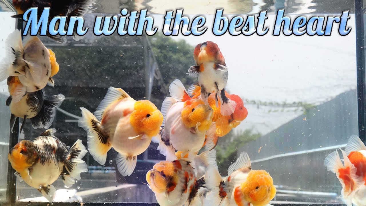 best man best rosetail oranda 최고의마음 최고의 브리더 로즈테일 오란다 농장 오너 맹 농장에서 일한날 인선이와함께