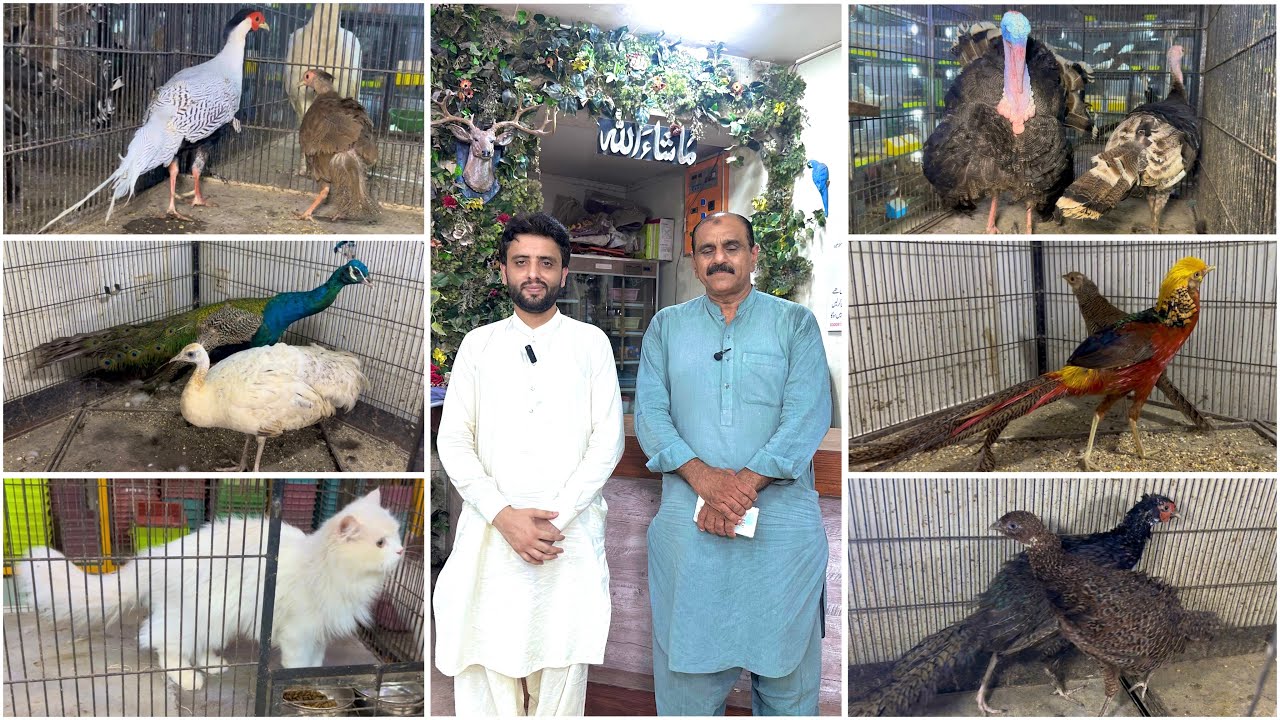 Multan Birds Market Rasheedabad 21 September 2025 | karachi birds market | lahore birds market 