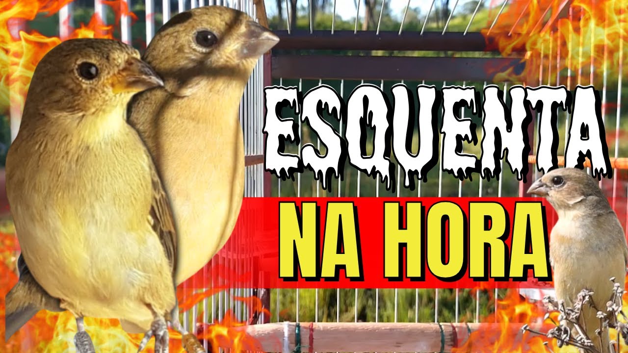 Piado de Fêmea de Papa capim Para Esquentar papa capim