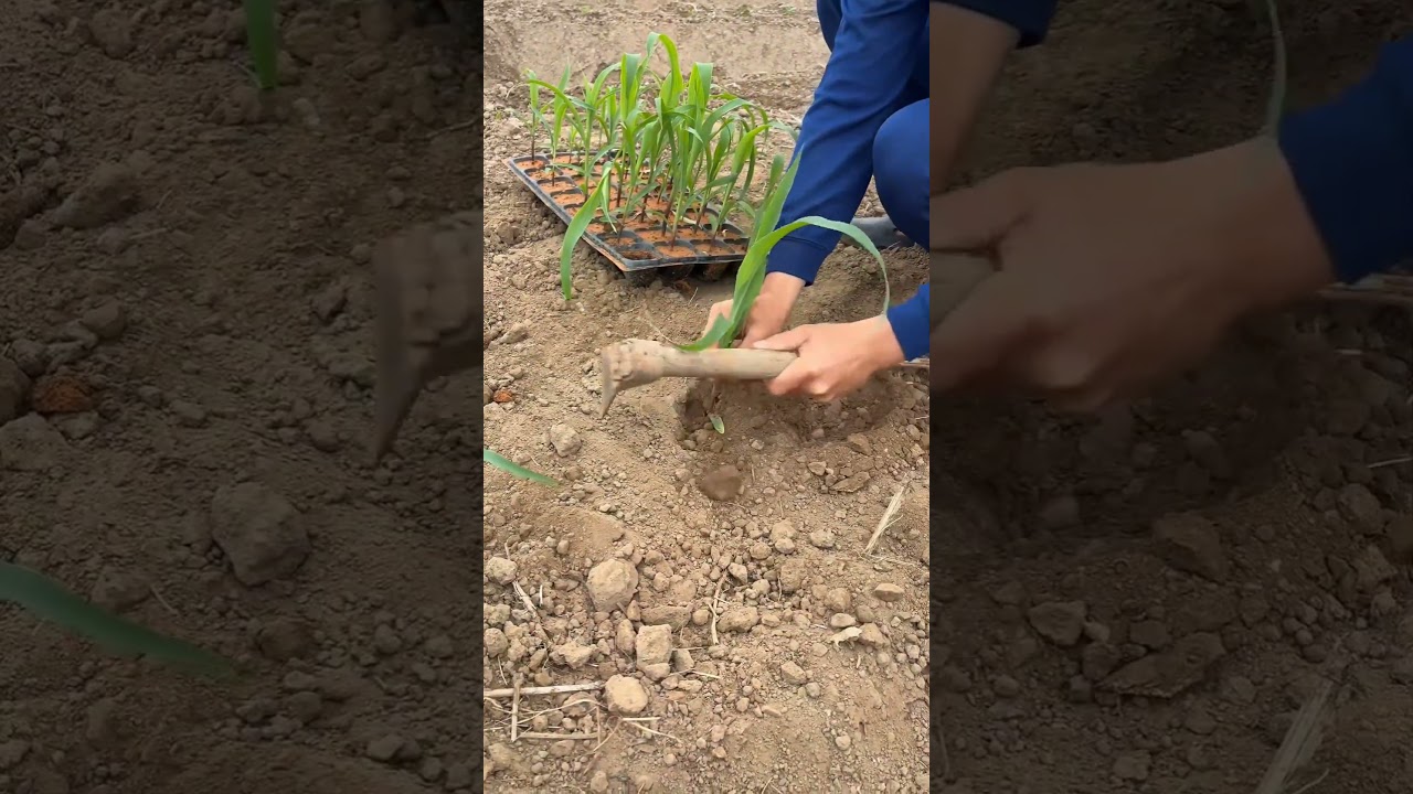 G002115642 mini royalty tillage and ridging all-in one tree 🌲 #tinyfarm #openfarms #cuttingvhfo
