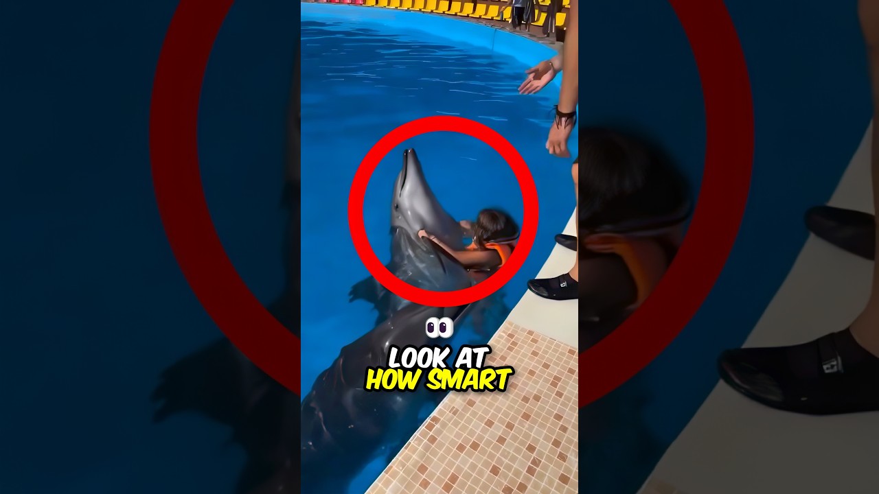 Dolphin Takes Kid on a Ride 😍