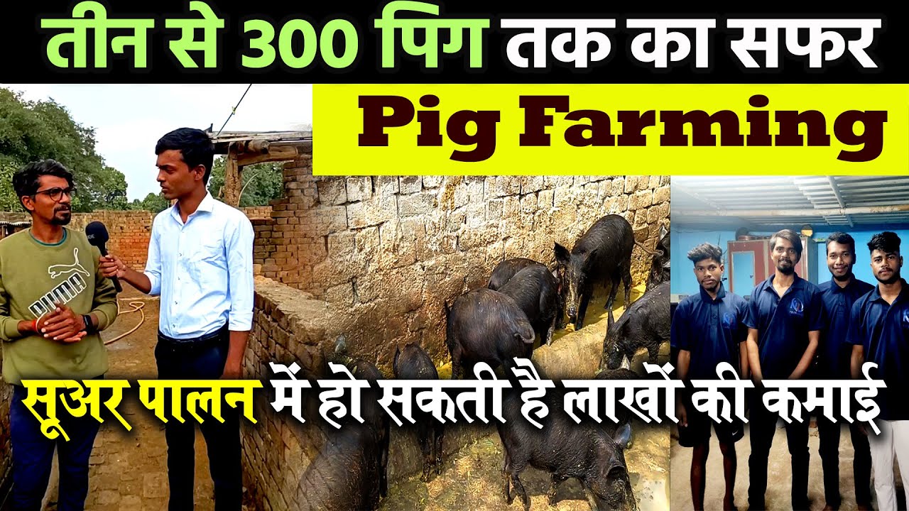 PIG FARMING Jharkhand इस युवा को साल में लाखों का प्रॉफिट सुअर पालन बिजनेस से आता है । #pigfarming