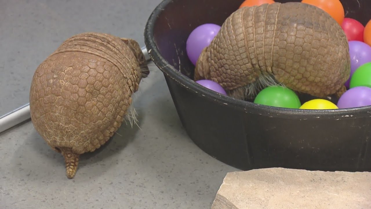 A to Z with Alex Lehnert features armadillos from the Denver Zoo Conservation Alliance