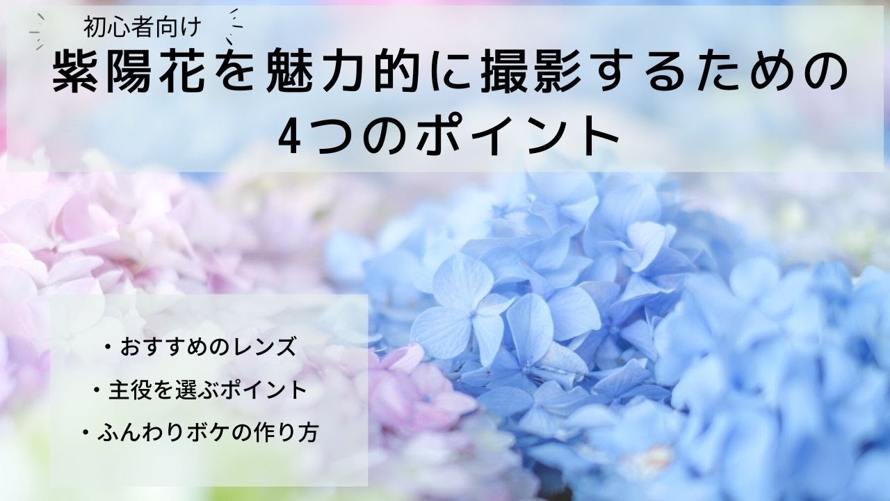 【撮影方法】かわいい紫陽花を撮るための4つのポイント【初心者向け】