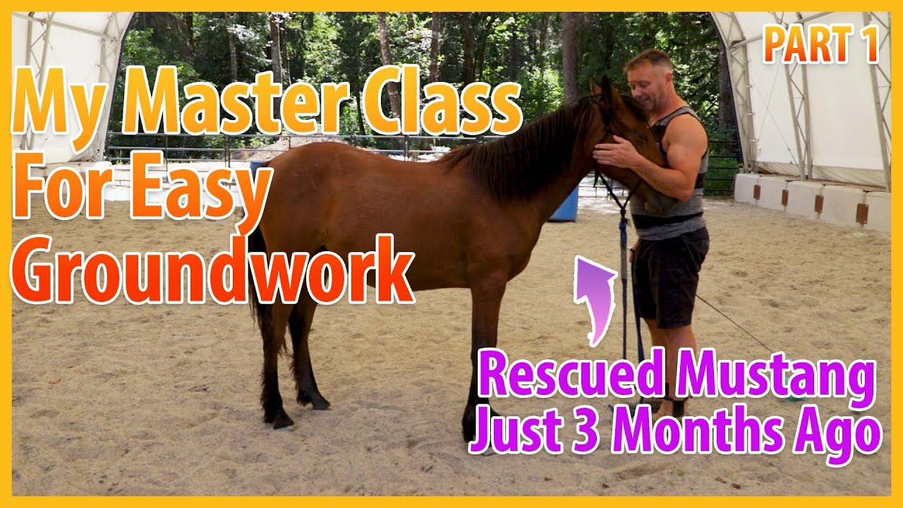 Easy Master Class For Beginning Groundwork With Horses PART 1