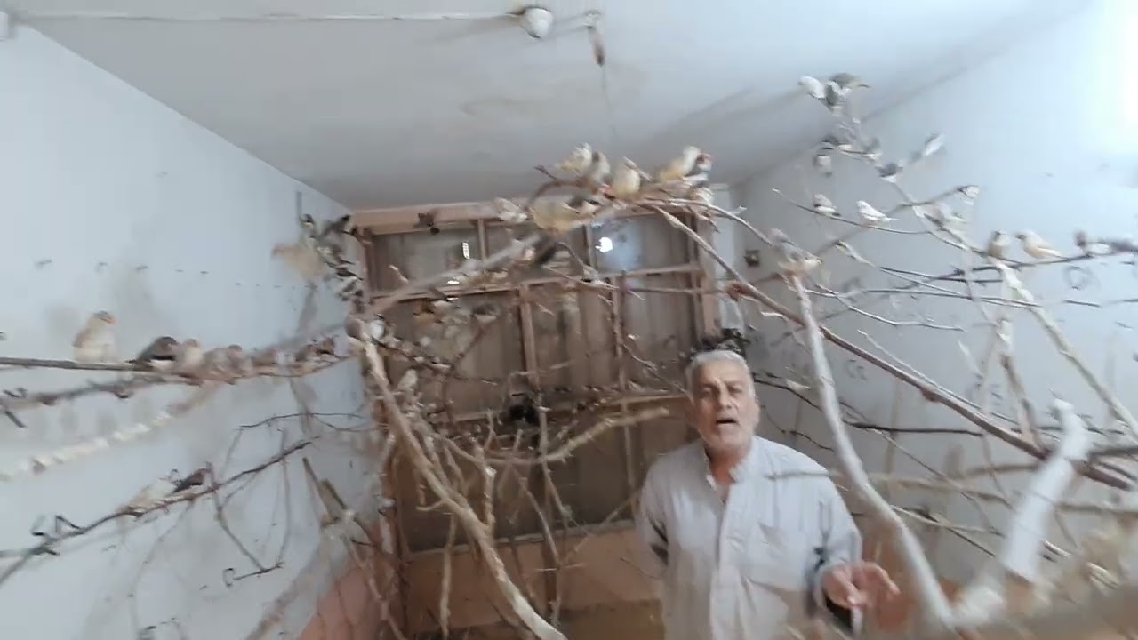 رفع اعشاش الطيور نهائيا لهذا الموسم فنس سوبر جامبو زيبرا ابو وائل الموسوي