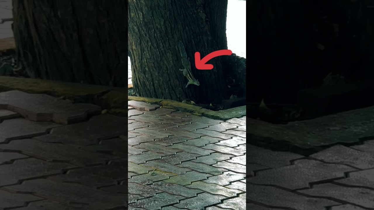 oonth 🐿️ 🙏#youtubeshorts #shortsvideo #viral video