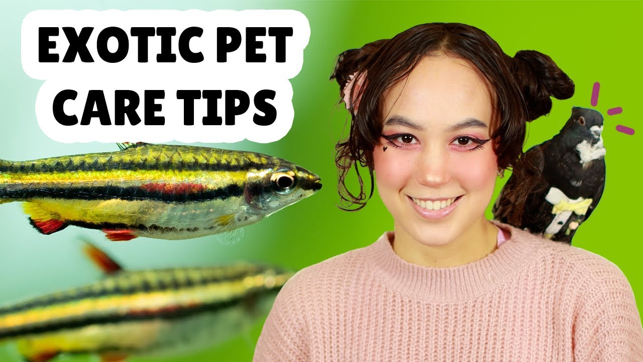 Exotic Pet Care Tips by BubblyPetz Channel | Introduction Video
