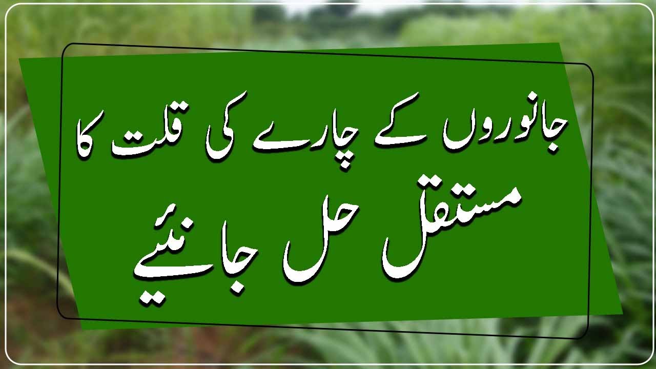 Napier grass CO 5|Facts about Napier Grass|How to grow napier|نیپئیر گراس لگانے کا عملی طریقہ جانئے