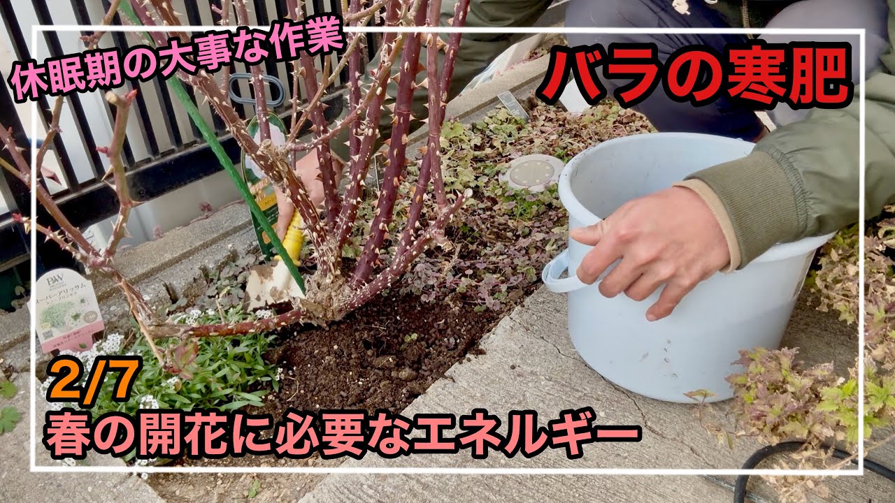 ［ガーデニング］バラの休眠期の作業として、株元に寒肥を与えました