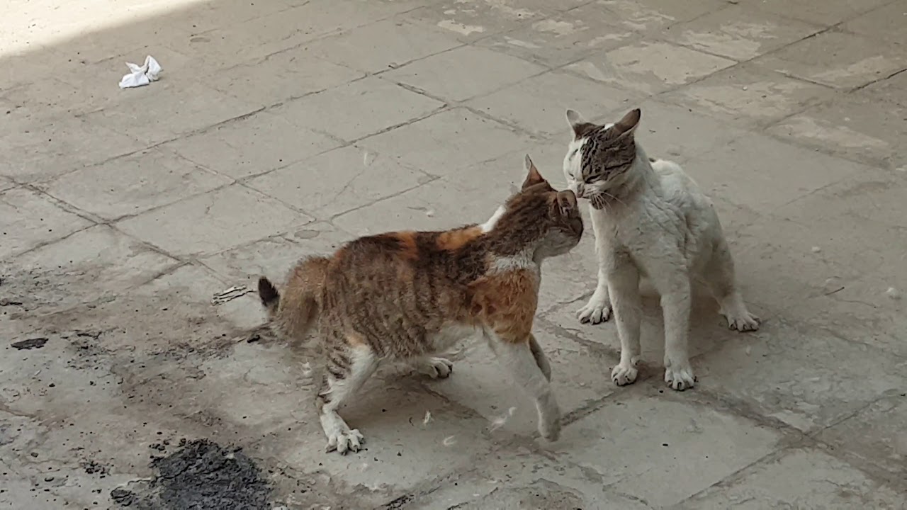 عركة بزازين