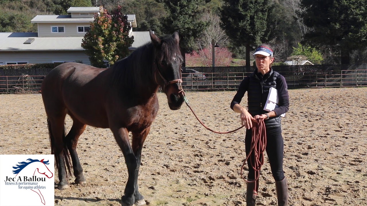 Senior Horse Conditioning