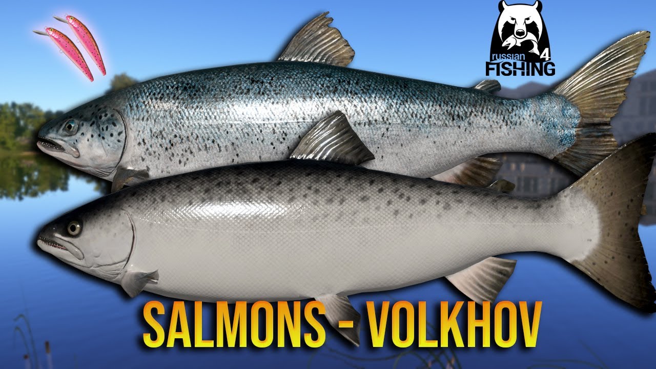 Salmons Are Active at Volkhov River - Russian Fishing 4