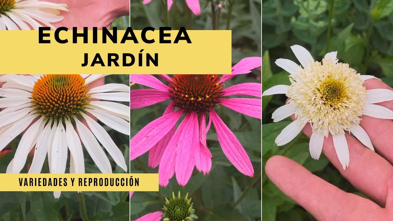 Echinacea: variedades y reproducción 🌻🌼 ¡Perfecta para el jardín! - Jardinatis
