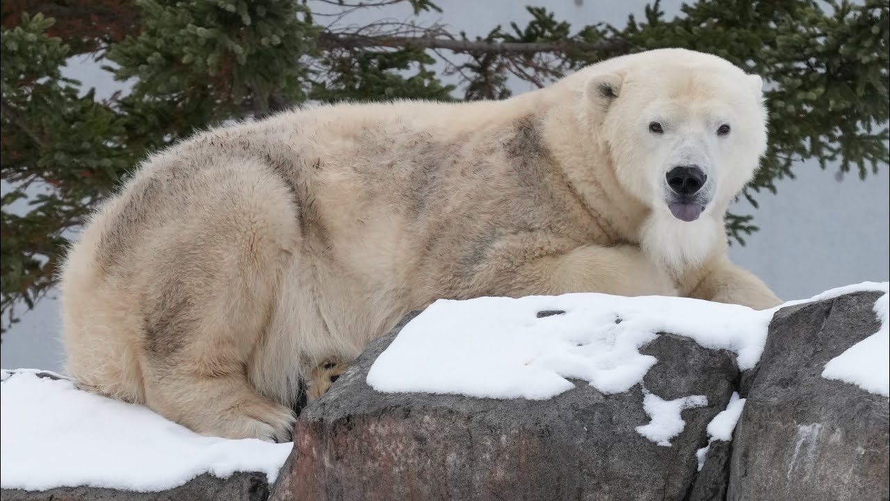 2025 12 6 円山動物園 リラララ