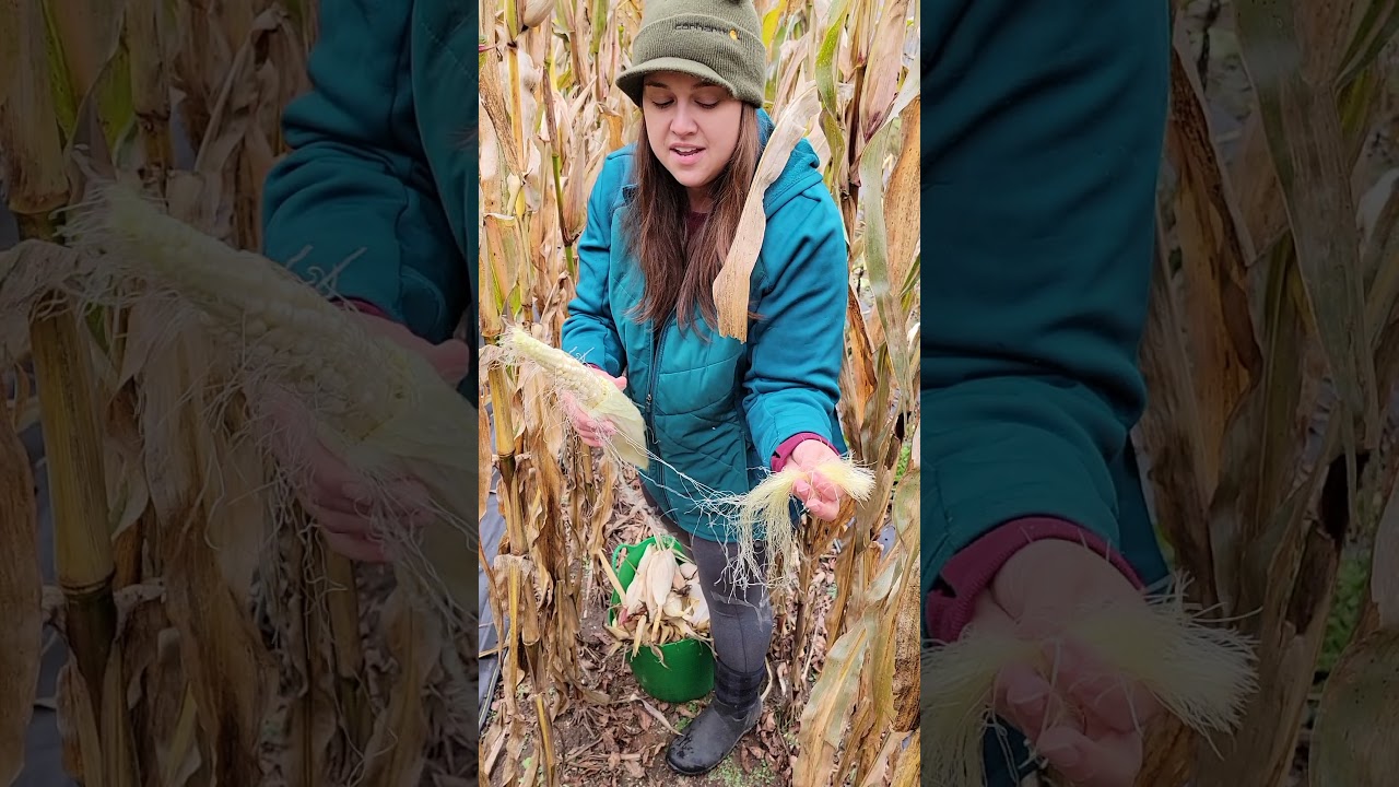 White Corn Harvest