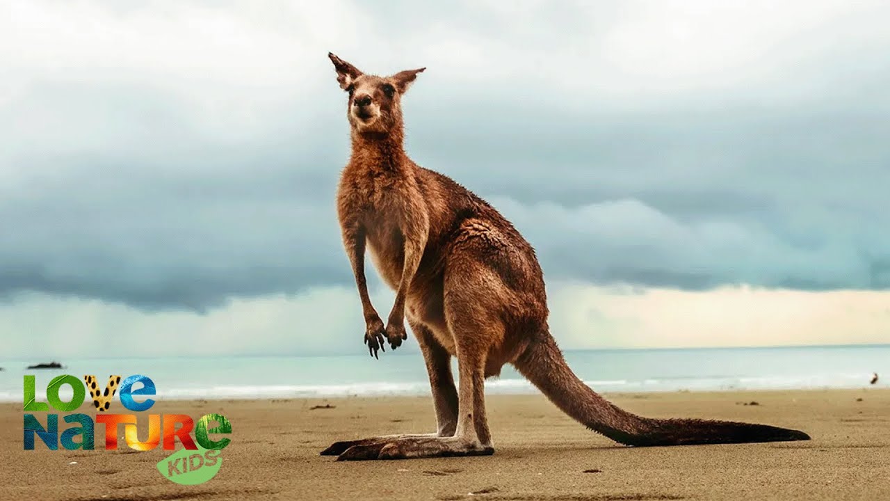 Kangaroos vs. The Outback | Animal Empires 103