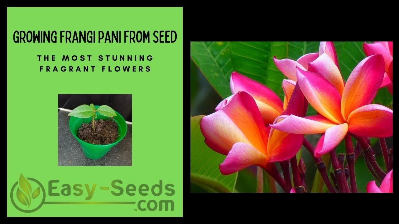 How to Germinate Frangipani Seeds
