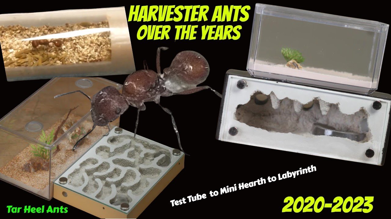 Harvester Ants over the Years. 2020-2023 Test tube to Labyrinth, Tar Heel Ants