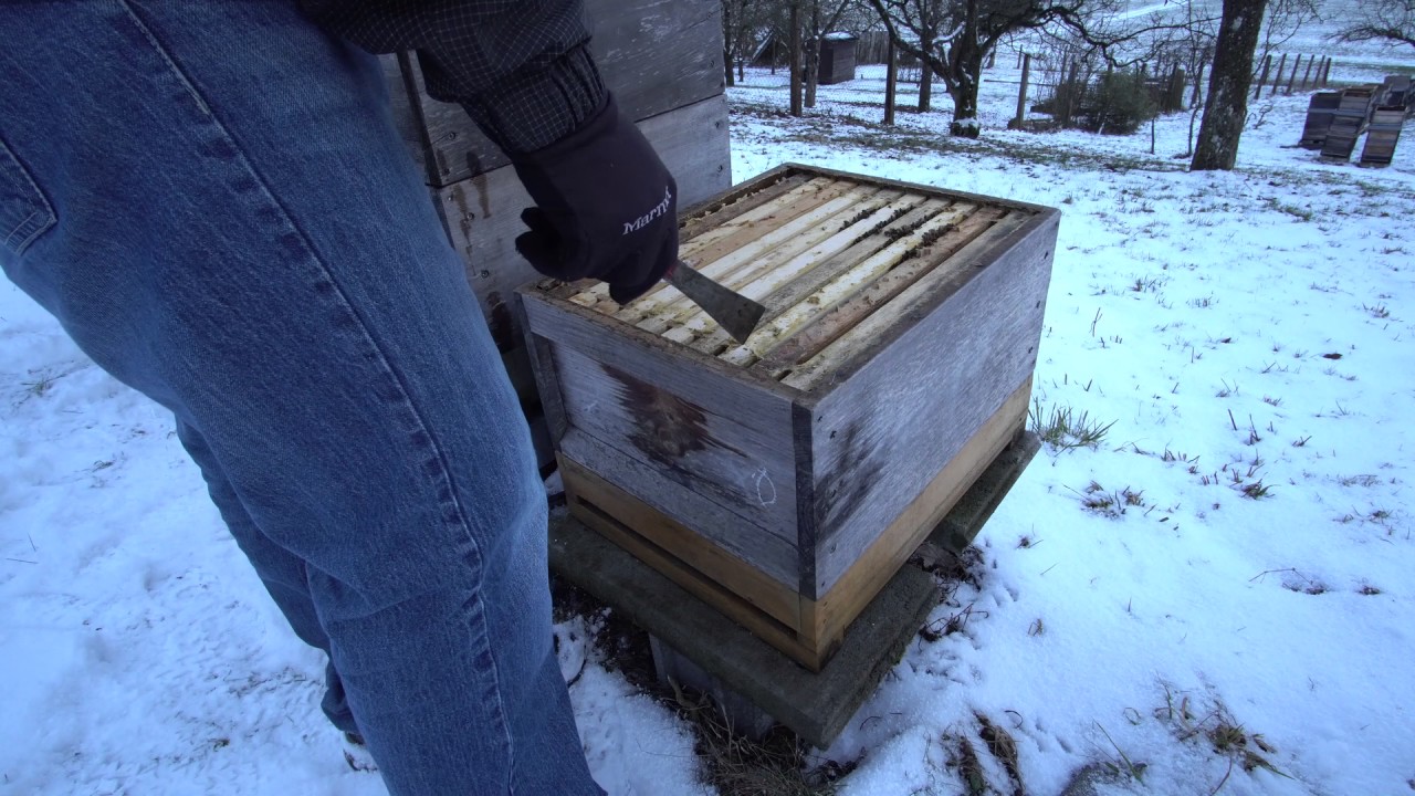 Blick ins Bienenvolk - 15.01.2017