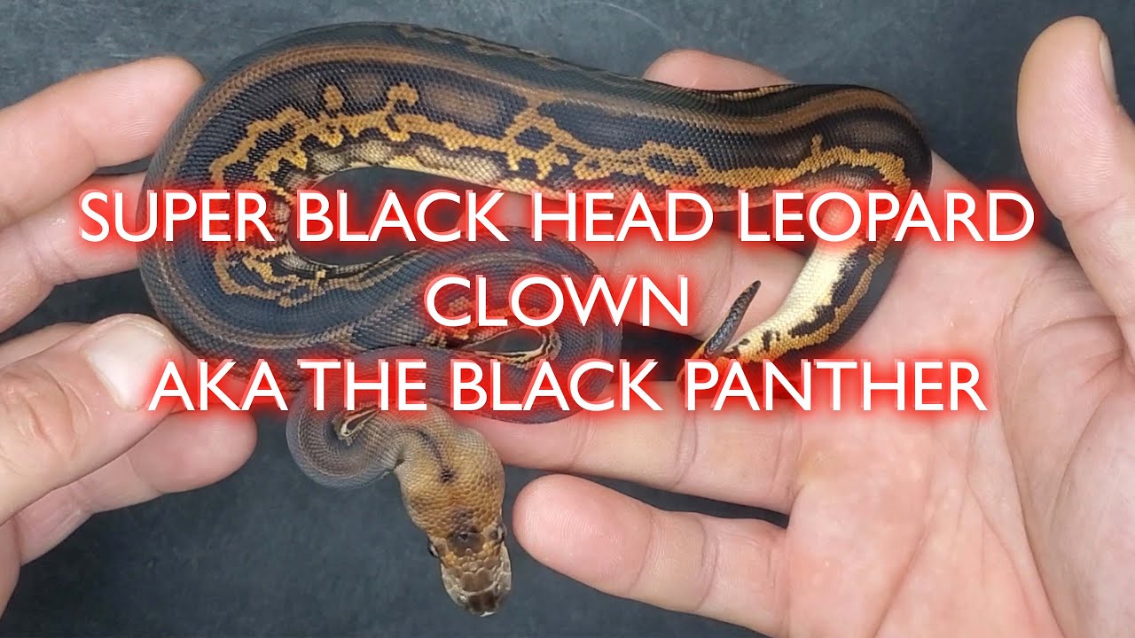 $50,000 WORLDS FIRST Super Black Head Clown Ball Python Clutch Update