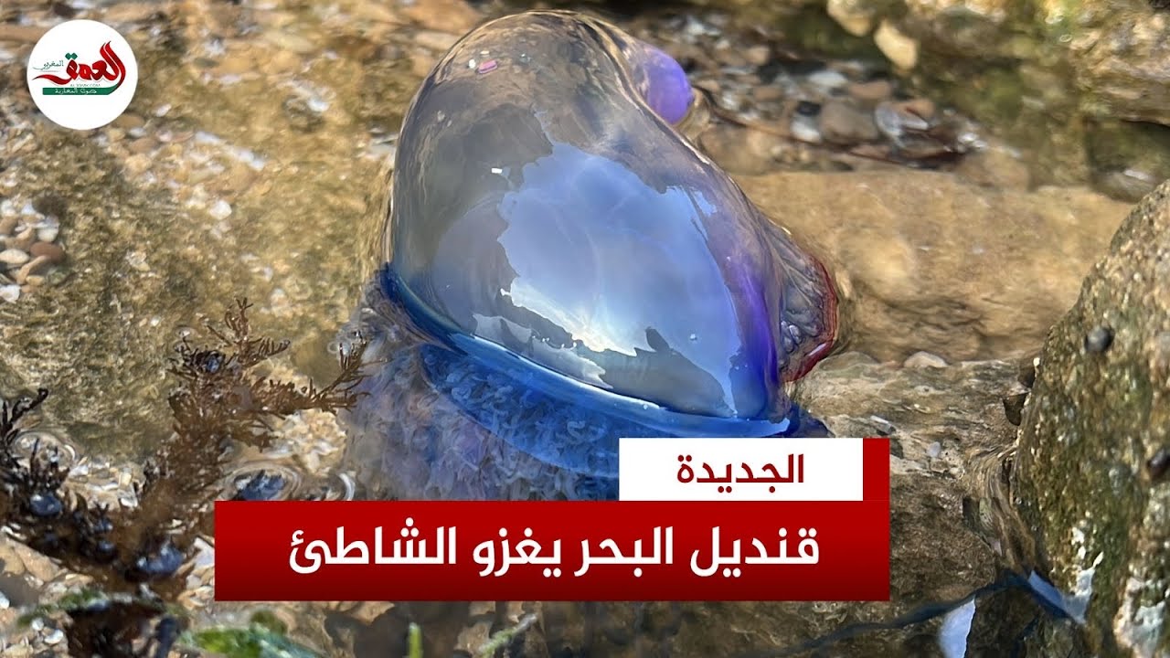 ظهور مفاجئ لقنديل البحر الأزرق بشاطئ الجديدة 