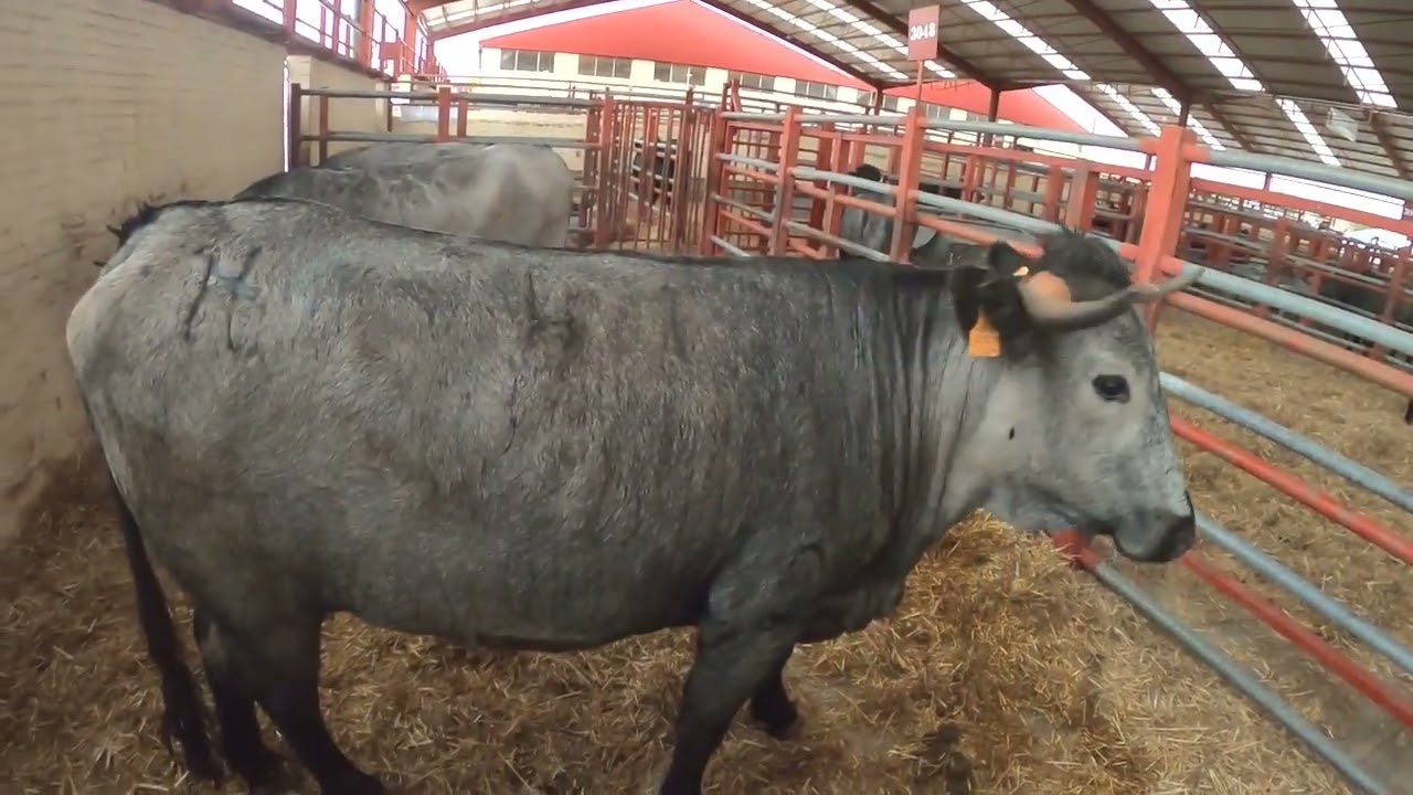 Premios y Ganaderías Moruchas Feria 2023 Agroganadera Salamanca.