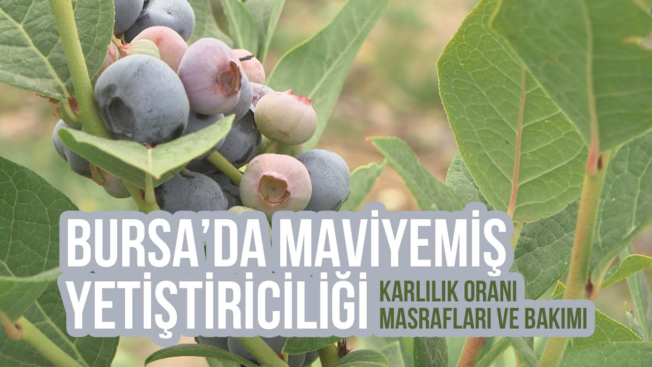 Mavi Yemiş (Blueberry) Yetiştiriciliği ve Püf Noktaları (Karlılık - Maliyet) - Tarladan Bahçeye