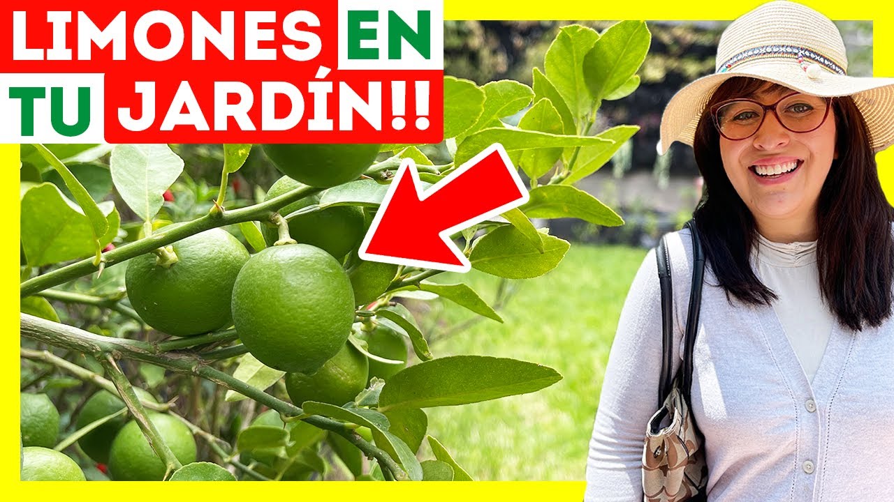 🍋12 CUIDADOS para tener un LIMONERO en MACETA 🪴¿Por qué se caen los frutos y flores?