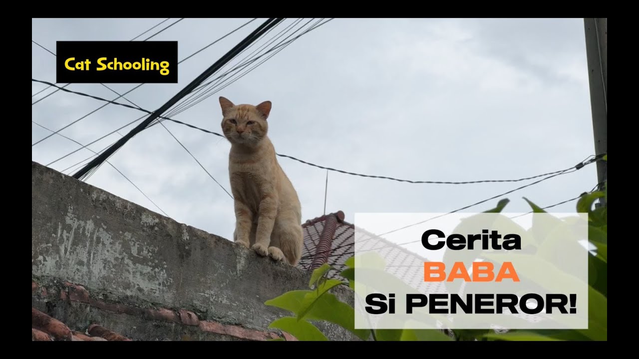 Cerita BABA si peneror, kucing oren di dunia Cat Schooling