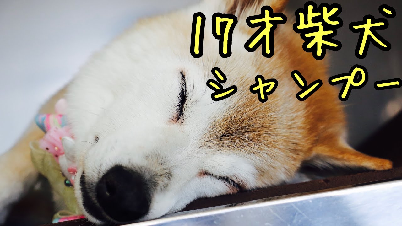 【高齢犬のシャンプー】17才柴犬のきなこちゃん［兵庫ペット医療センター トリミング 尼崎 犬動画　］Happy dog glooming