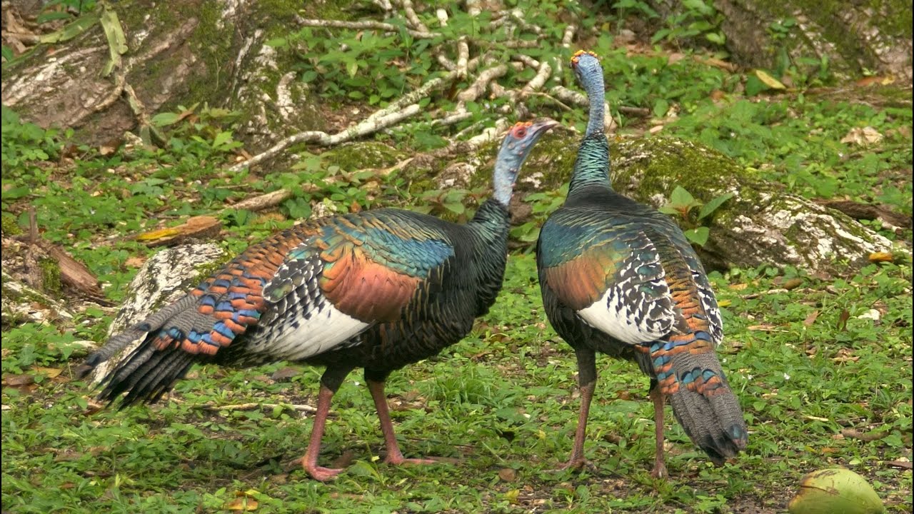 Aves de Guatemala
