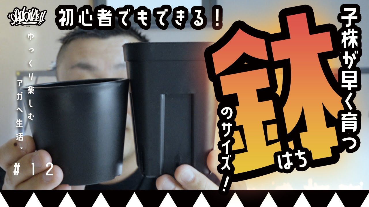 【アガベの植え替え】鉢のサイズで育成が変わる!?春のアガベ植え替えシーズン